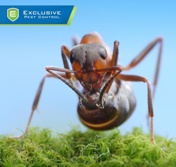Exclusive Pest Control