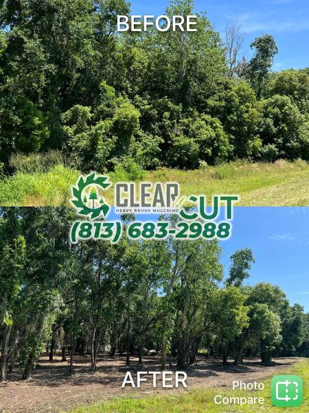 Clear Cut Forestry Mulching & Land Clearing