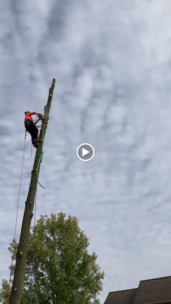 Log Masters Tree Service