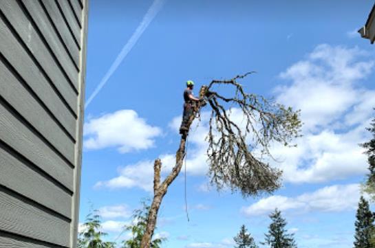 Lutz Tree Service