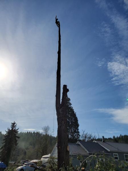 Lutz Tree Service