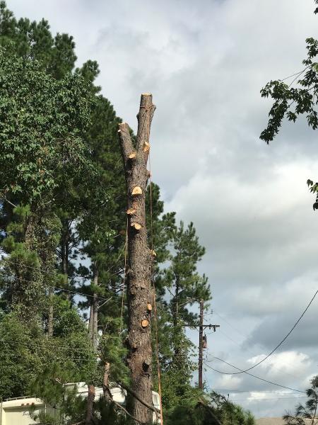 Full Tree Service
