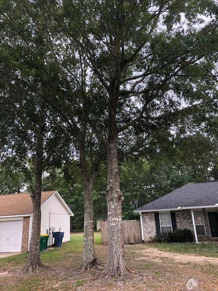 Coast Line Tree Services LLC