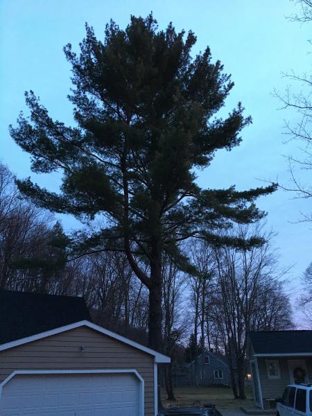 Sunset Tree Service