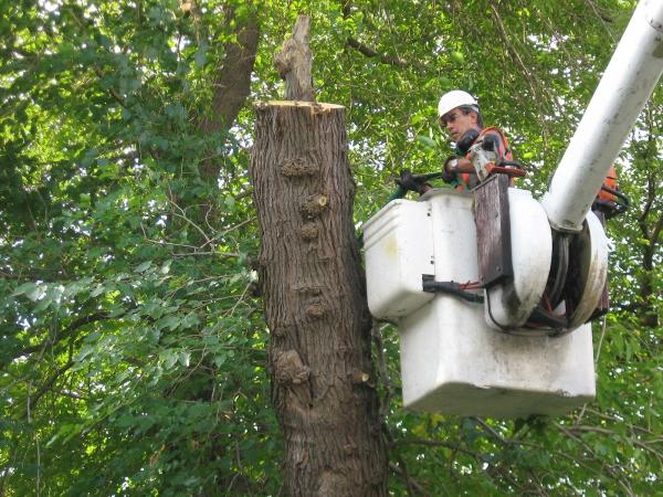 Avon Tree Service LLC