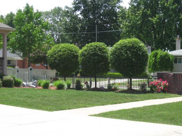 Avon Tree Service LLC