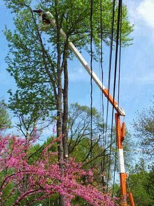 Popular Tree Services INC
