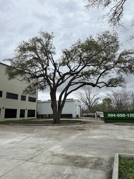 T&T Tree Specialist
