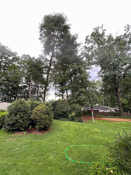 Schneider Tree Care