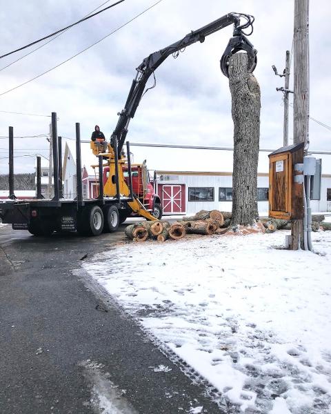 Taylor Tree LLC