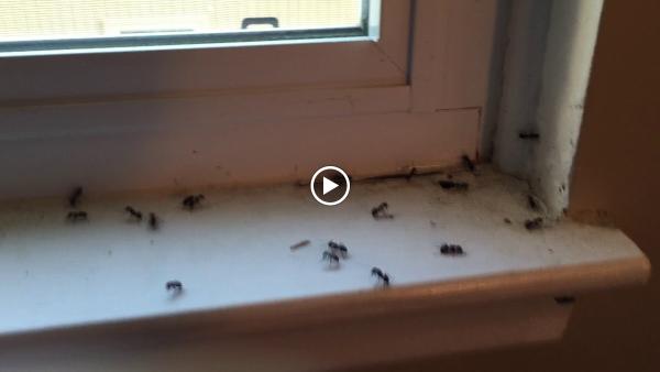 Hi-Tech Pest Control & Bed Bug Exterminator