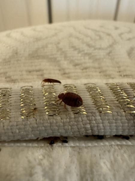 Hi-Tech Pest Control