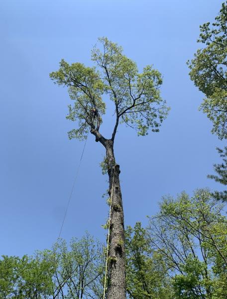 Lehigh Valley Tree Service
