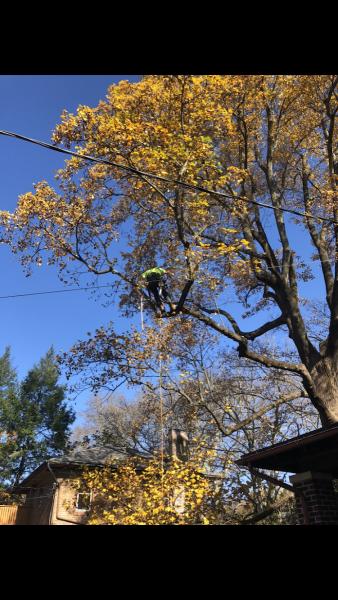 Lehigh Valley Tree Service