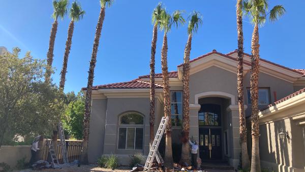 702 Palm