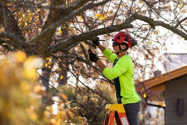 King Tree Specialists Inc