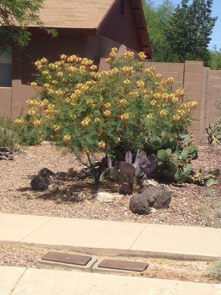 Arid Plant Designs