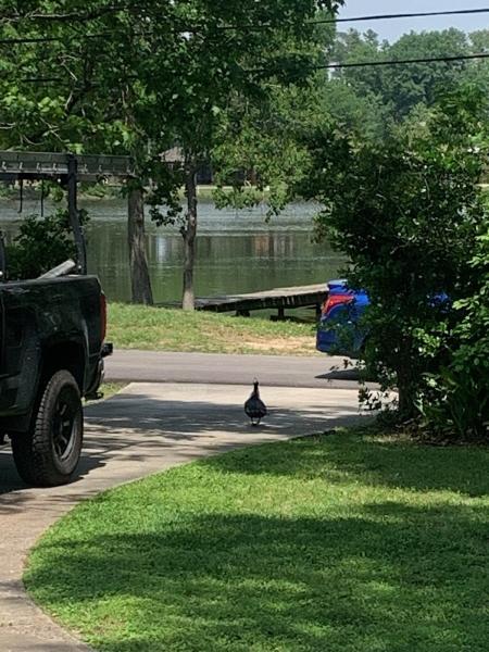 Woodlands Wildlife Elimination LLC
