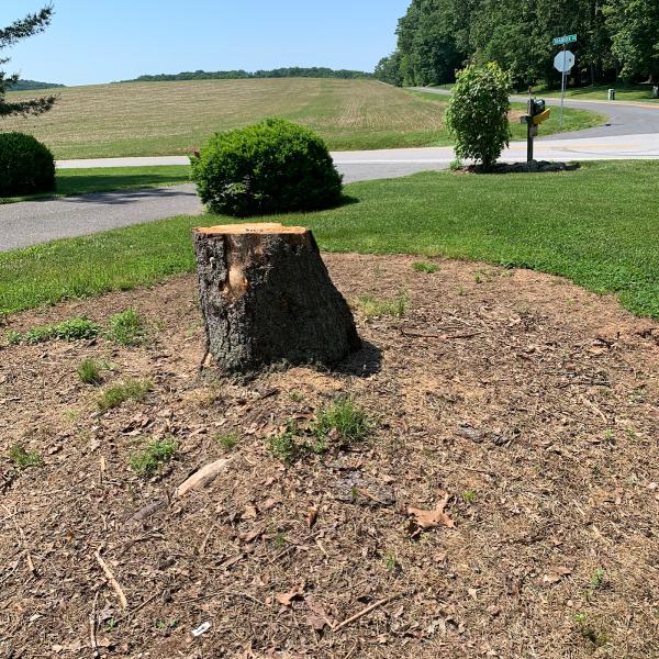 Economy Stump Grinding & Removal