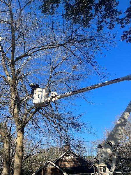 Tree Surgeons LLC