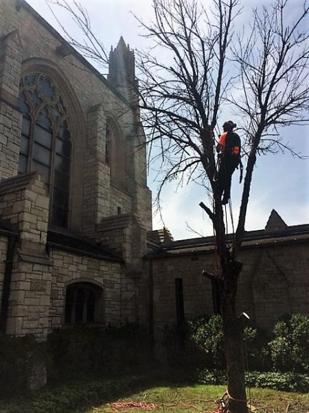 Ross Tree Worx LLC