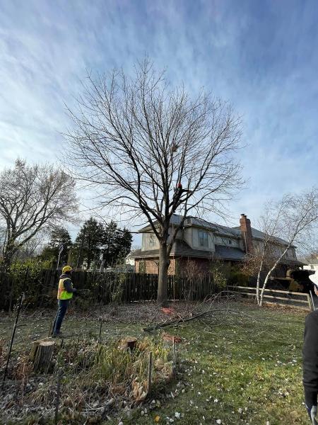 Bur Oak Tree Service