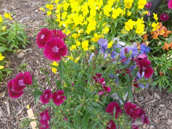 Lux Texas Sprinkler Repair and Drainage