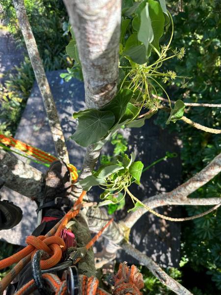 Tree Masters