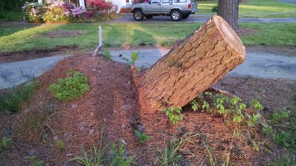 Patriot Stumps