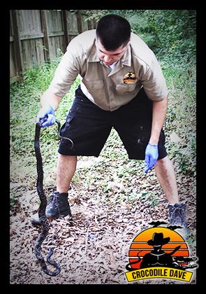 Crocodile Dave Pest Control