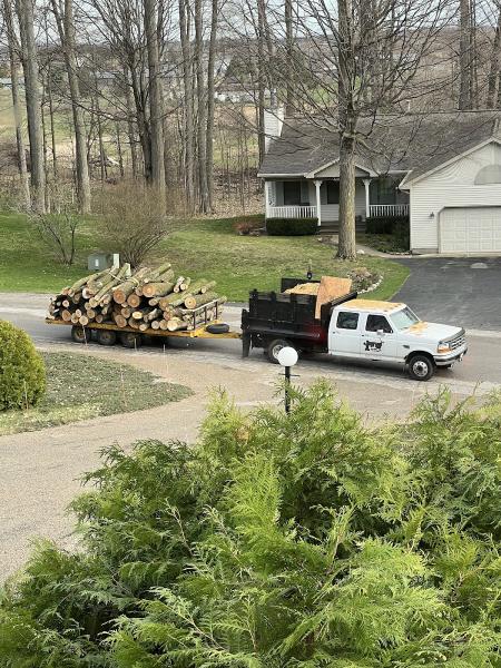 Straight Up Tree Service