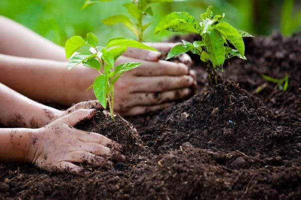 Daniel's Lawn & Tree LLC