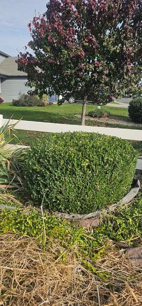 Allende's Lawn Care & Landscaping LLC