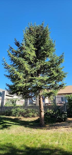 Allende's Lawn Care & Landscaping LLC