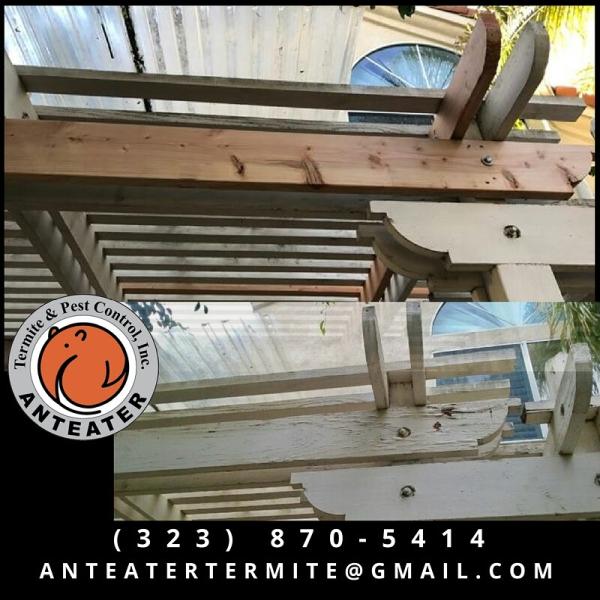 Anteater Termite & Pest Control