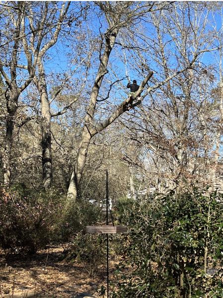 Andrus Tree Services