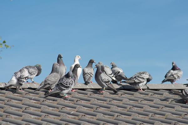 Progressive Pest Management and Weed Control