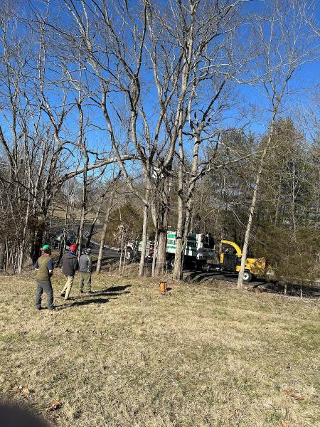 Hauling Ash Tree Company