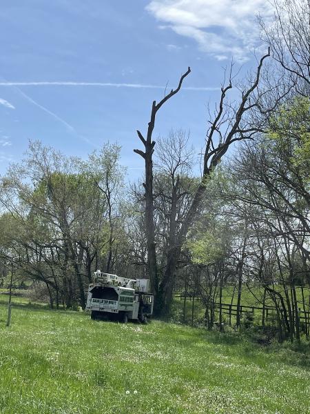 Hauling Ash Tree Company