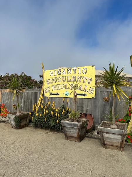 Navarro's Mixed Nursery & General Landscape Design