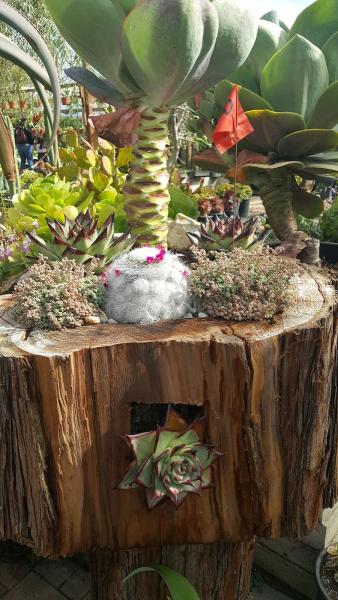 Navarro's Mixed Nursery & General Landscape Design
