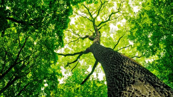 C & J Tree Services