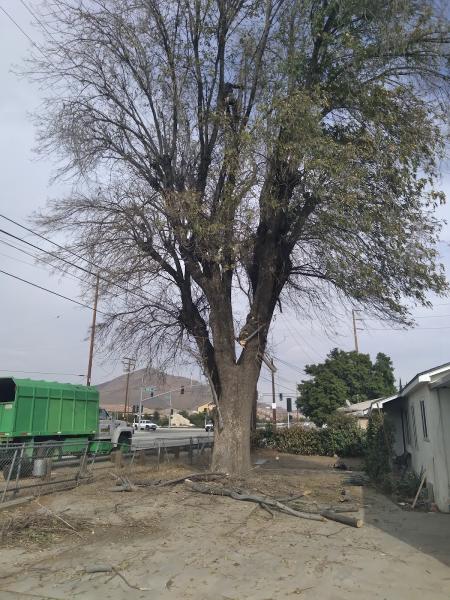 Castros Tree Services