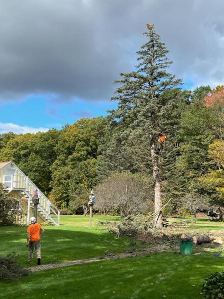 Dynamic Tree Service LLC