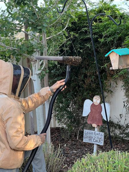 Rons Live Bee Removal Services