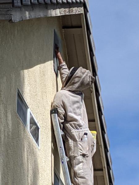 Rons Live Bee Removal Services