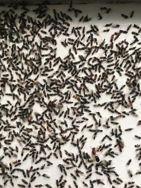 Sureguard Lawn & Pest