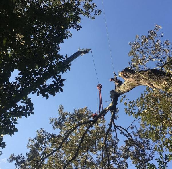 Ltrc-Tree Specialists