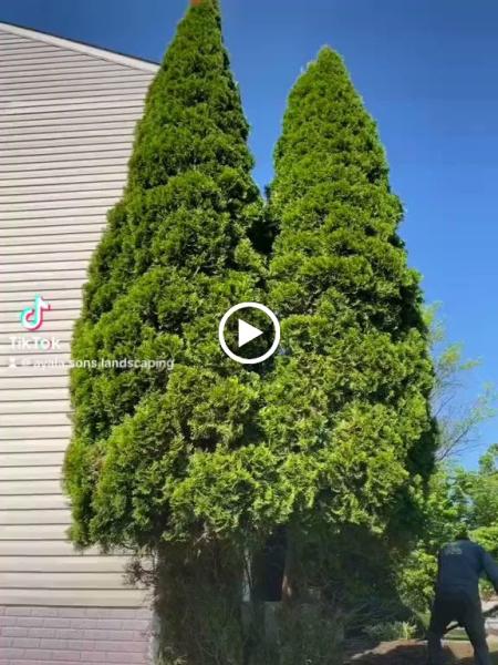 Ayala and Sons Landscape Tree Service LLC
