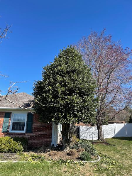 Ayala and Sons Landscape Tree Service